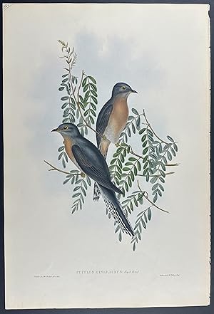 Ash-coloured Cuckoo