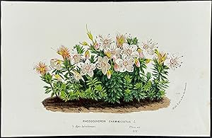 Seller image for Rhododendron for sale by Trillium Antique Prints & Rare Books