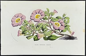 Seller image for Chilean Bellflower for sale by Trillium Antique Prints & Rare Books