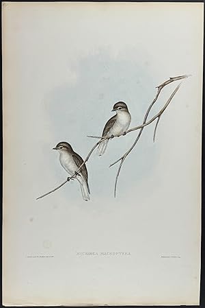 Great-winged Microca
