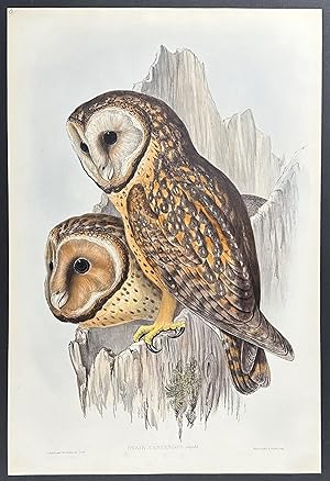 Seller image for Chestnut-faced Owl for sale by Trillium Antique Prints & Rare Books