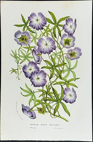 Seller image for Tropoeolum Azureum Grandiflorum for sale by Trillium Antique Prints & Rare Books