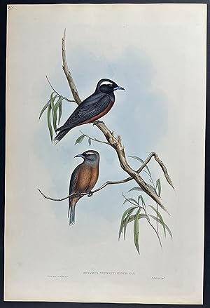 White-eyebrowed Wood Swallow