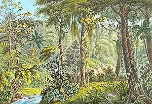 Strickler, Rare - Brazilian Forest