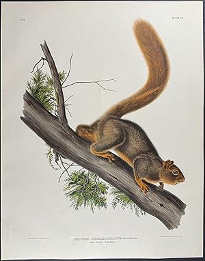 Red-tailed Squirrel
