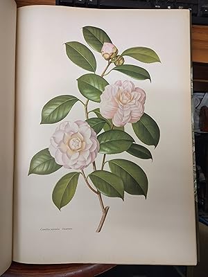 Seller image for The Camellia Volumes 1 & 2 for sale by Chris Phillips