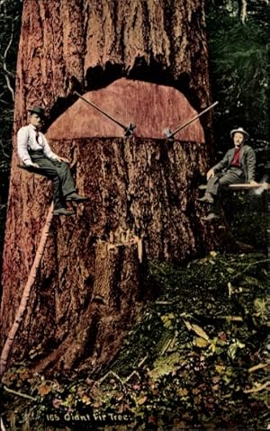 Ansichtskarte / Postkarte Riesiger Baum, Holzfäller, Axt