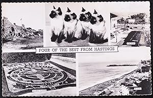Hastings Pier Cats Castle Postcard