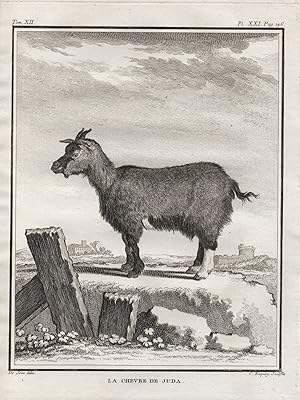 Bild des Verkufers fr La Chevre de Juda" - Judas goat Judasziege / Tiere animals animaux zum Verkauf von Antiquariat Steffen Vlkel GmbH