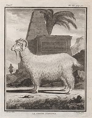 Bild des Verkufers fr La Chevre d'Angora" - Angoraziege Ziege Widder Angora goat chevre / Tiere animals animaux zum Verkauf von Antiquariat Steffen Vlkel GmbH