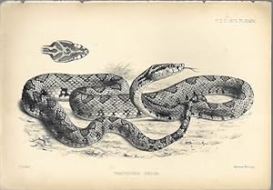 Four original lithographic engravings of Indian snakes