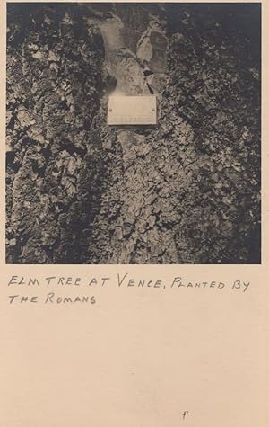 Elm Tree at Vence Planted By Romans Antique French Postcard