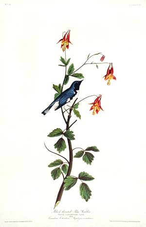 Black-throated Blue Warbler. From "The Birds of America" (Amsterdam Edition)