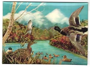 Seller image for 3D-Ansichtskarte Enten schwimmen auf einem See for sale by Bartko-Reher