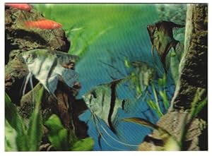 Seller image for 3D-Ansichtskarte Fische schwimmen durch das Aquarium for sale by Bartko-Reher