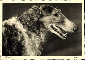Ansichtskarte / Postkarte Tierportrait, Barsoi, Windhund