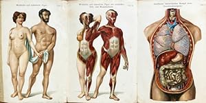 Mann und Weib. Gegenüberstellung des männlichen und weiblichen Körpers in anatomisch zerlegbaren ...