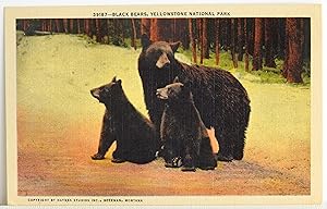Bild des Verkufers fr Black Bears, Yellowstone National Park - Postcard zum Verkauf von Argyl Houser, Bookseller
