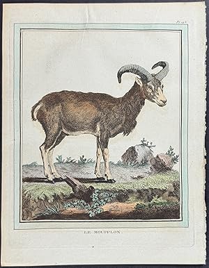 Mouflon or Wild Sheep