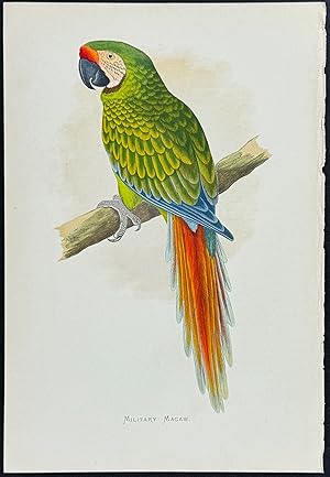 Military Macaw