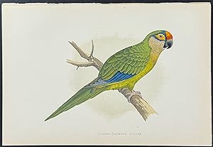Golden-Crowned Conure