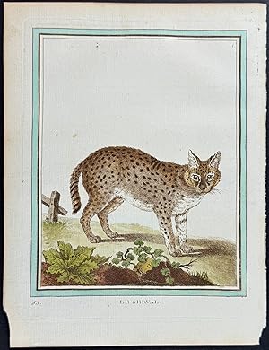 Serval Cat