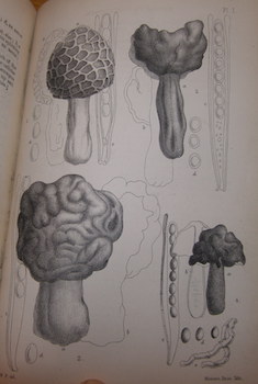 Seller image for A Manual Of The British Discomycetes With Descriptions Of All The Species Of Fungi Hitherto Found In Britain, Included In The Family And Illustrations Of The Genera. for sale by Wittenborn Art Books