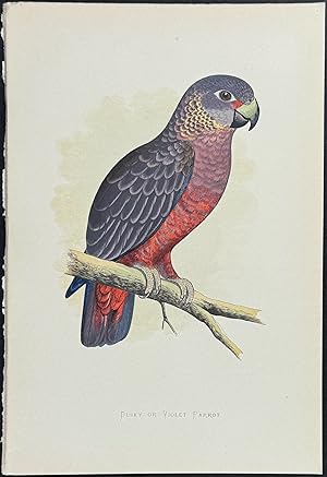 Dusky or Violet Parrot