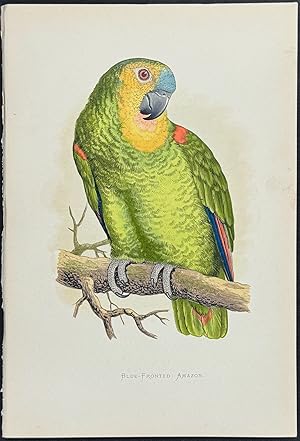 Blue-fronted Amazon