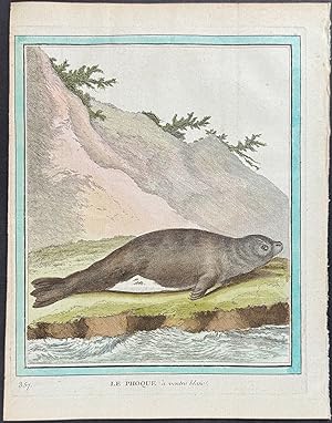 Seal or Sea Lion