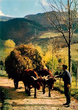 Image du vendeur pour Postkarte Carte Postale 73954130 Landwirtschaft Couleurs et Lumiere de France Bullen mis en vente par Versandhandel Boeger