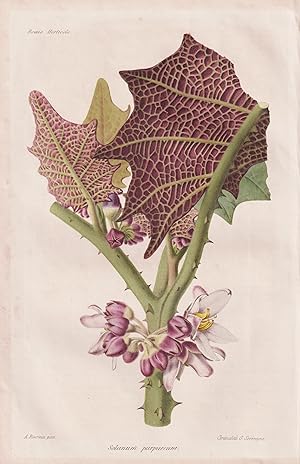 Immagine del venditore per Solanum purpureum" - Nachtschatten purple devil / Pflanze Planzen plant plants / flower flowers Blume Blumen / botanical Botanik botany / aus "Revue Horticole. Journal d'Horticulture pratique" venduto da Antiquariat Steffen Vlkel GmbH