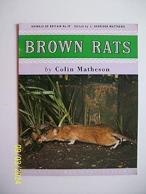Brown Rats