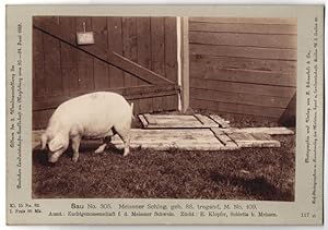 Fotografie H. Schnaebeli, Berlin, Ausstellung Landwirtschafts Gesellschaft Magdeburg 1889, Schwei...