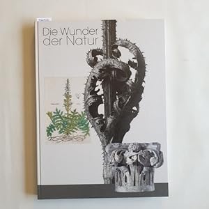 DIE WUNDER DER NATUR Romanische Kapitelle Alte Pflanzenbücher Blossfeldts Fotografien