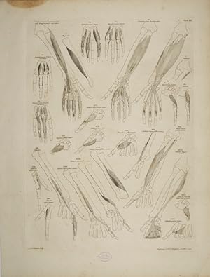 Bild des Verkufers fr Tables of the skeleton and muscles of the human body, 20. Tab.: Muscles of the Finger; Little Finger; Index or Fore Finger; Thumb; Metacarpus; Palm. zum Verkauf von Antiq. F.-D. Shn - Medicusbooks.Com