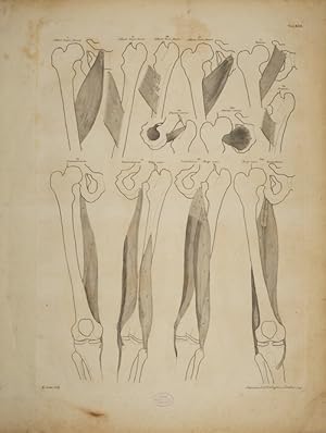 Bild des Verkufers fr Tables of the skeleton and muscles of the human body, 22. Tab.: Remaining muscles of the Thigh. zum Verkauf von Antiq. F.-D. Shn - Medicusbooks.Com