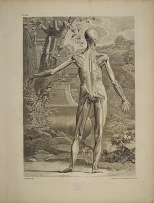 Tables of the skeleton and muscles of the human body, 6. Tab.: In the Figure are expressed the se...