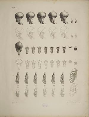 Bild des Verkufers fr Tables of the skeleton and muscles of the human body, 10. Tab.: Represents the muscles seated before the vertebrae of the neck, below the head . ; Mscles and ligaments of the foot. zum Verkauf von Antiq. F.-D. Shn - Medicusbooks.Com