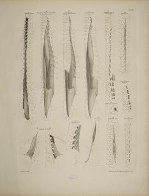 Bild des Verkufers fr Tables of the skeleton and muscles of the human body, 15. Tab.: Muscles of the Spine; Muscles of the Back and Loins. zum Verkauf von Antiq. F.-D. Shn - Medicusbooks.Com