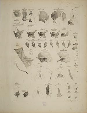 Bild des Verkufers fr Tables of the skeleton and muscles of the human body, 11. Tab.: In the following Tables all the muscles are exhibited separate from the body, together with the bones to which they are affixed. zum Verkauf von Antiq. F.-D. Shn - Medicusbooks.Com