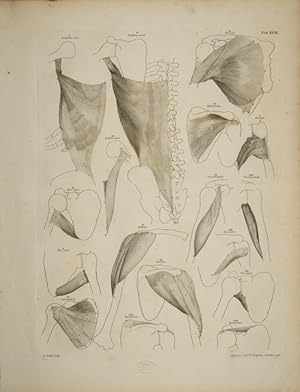 Bild des Verkufers fr Tables of the skeleton and muscles of the human body, 18. Tab.: Muscles of the Humerus. zum Verkauf von Antiq. F.-D. Shn - Medicusbooks.Com