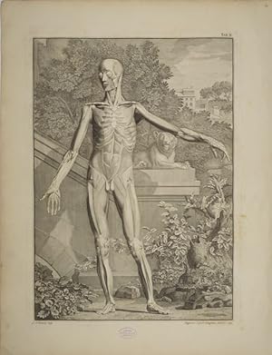 Tables of the skeleton and muscles of the human body, 2. Tab.: Most of the primary outermost musc...