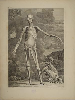 Tables of the skeleton and muscles of the human body, 3. Tab.: In this third Figure, we exhibit t...