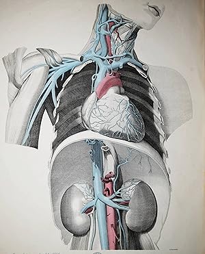 Dr. H. Oesterreicher's anatomischer Atlas oder bildliche Darstellung des menschlichen Körpers. Ne...