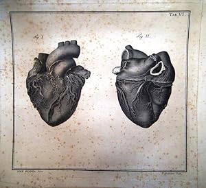 Image du vendeur pour Tabulae neurologicae ad illustrandum historiam anatomicam cardiacorum nervorum, noni nervorum cerebri, glossopharyngaei, et pharyngaei ex octavo cerebri. 14 PLATES. mis en vente par Patrick Pollak Rare Books ABA ILAB