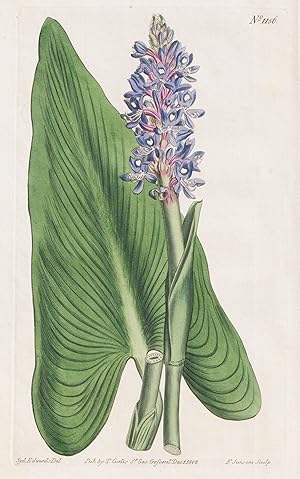 Seller image for (Pontederia Cordata. Heart-leaved Pontederia. Tab. 1156) - pickerelweed Herzblttriges Hechtkraut / North America / Pflanze plant / flower flowers Blume Blumen / botanical Botanik botany / Aus "Curtis's Botanical Magazine; or Flower-Garden Displayed". for sale by Antiquariat Steffen Vlkel GmbH