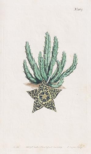 Bild des Verkufers fr (Stapelia picta. Painted stapelia. Tab. 1169) - Stisseria picta / South Africa / Pflanze plant / flower flowers Blume Blumen / botanical Botanik botany / Aus "Curtis's Botanical Magazine; or Flower-Garden Displayed". zum Verkauf von Antiquariat Steffen Vlkel GmbH