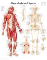 Bild des Verkufers fr Musculoskeletal System Laminated Poster zum Verkauf von moluna