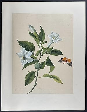 Moth & Thornapple Flowers